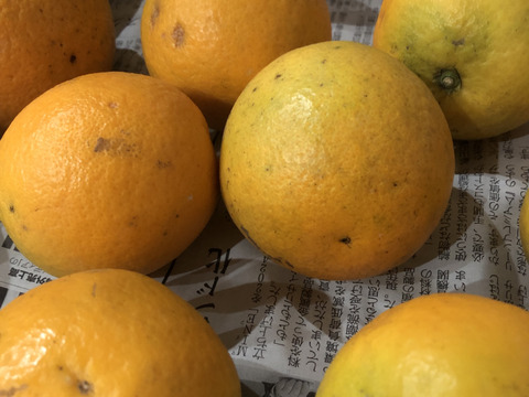 バレンシアオレンジ2.5kg［わけあり・和歌山県産〕※北海道沖縄配送不可