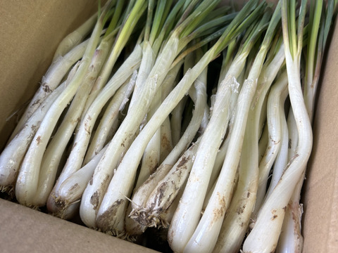 沖縄 伊江島特産 島らっきょう 1.5kg