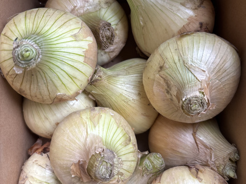 お糖度９〜10度！! 甘い！！　淡路島スイートオニオン 新たまねぎ(2.5キロ)