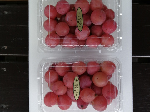 🆘雹被害の為傷多め訳有り粒ご家庭用
訳アリ粒パック🍃クイーンニーナ粒
　　【450g程度粒２Ｐ/約900g位】
　　　再追加◆数量限定販売中