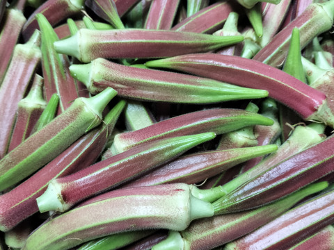 オクラ120本　発送タイミングおまかせ