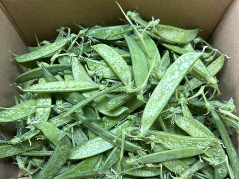 絹さや【霜当たり】1.5ｋg