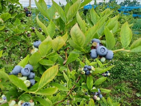 ブルーベリー1キロ 国産、無農薬の冷凍ブルーベリー1kg(500g×2) 農薬・除草剤不使用