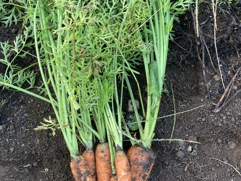 芳醇な香りのにんじん！アロマレッド2kg