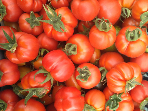 《本日終了！》完熟カラフルトマト 約1.3kg【食べ比べ】【厳選10種以上】