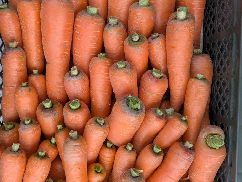 こだわり土壌で栽培した博多の冬ニンジン　約1.9kg  福岡産
