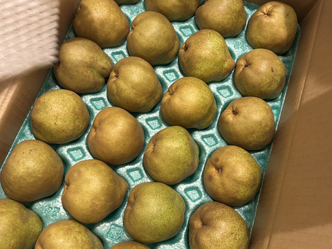 フードロスにご協力下さい‼️山形県産ラフランス【訳あり小玉5キロ】