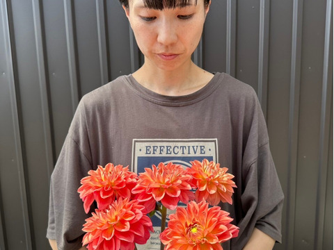 ダリア【品種: オレンジストーン】　(5本) 40~50cm
