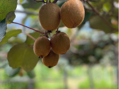 国東半島の地下水で育った栄養満点のキウイを直接お届け！『国東産キウイ』1kg　ヘイワード（8〜13個）