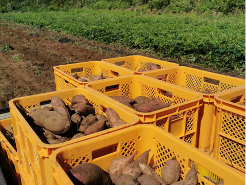 五島直送！潮風 × 火山灰土が育てたホクホクの島さつまいも『高系14号』５kg