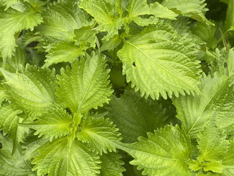 1kg【朝摘み直ぐ発送】農薬不使用香りと鮮度が違う！極上の青紫蘇！