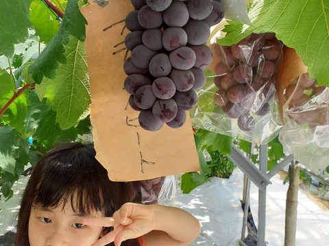 【2026年先行予約】シャインマスカットブラックビート 大人気ぶどう2種盛り合わせ計1.4kg以上(８月上旬～順次発送分)