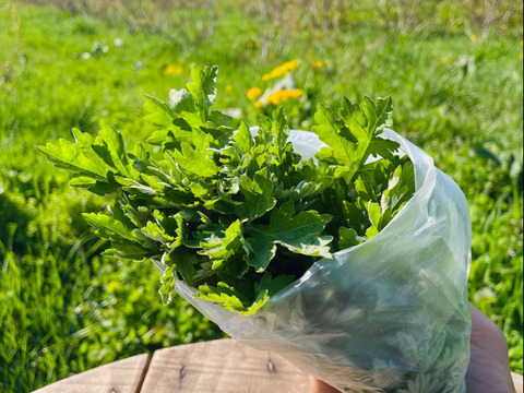 【北海道産】よもぎ生葉 100g（自然栽培）