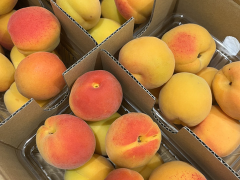 あんず(信州産)　品種信月
2K　　　予約販売　開設セール