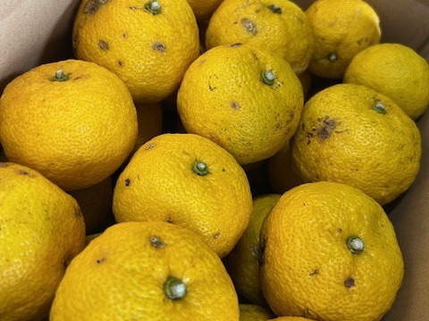 【季節限定】 訳あり家庭用　ゆず2正味㎏（20個〜23個）