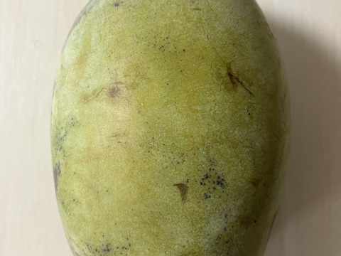 ⚠️追記あり要確認【常温便】森のカスタード！ポポー！1kg【３個から5個入】