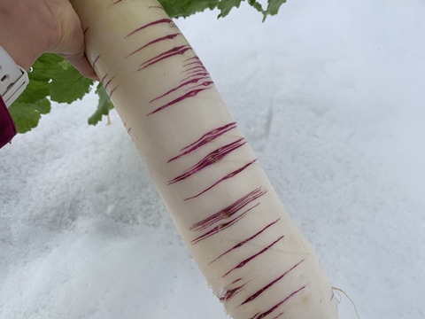 【天日干し！】自然栽培 切り干し大根 40g×4 (会津伝統野菜 赤筋大根使用)