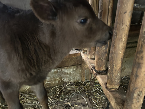 【淡路島産】淡路島玉ねぎ5kg M〜LLサイズ混合