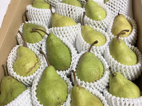 ラ・フランスとちょっと違う　　西洋梨　希少品種（エル・ドラド）18玉～２０玉