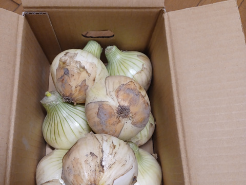 【2.5kg】 淡路島産 新たまねぎ 兵庫県認証食品 ひょうご安心ブランド レシピ付き！ 南あわじ市 ご家庭用 サラダ 玉ねぎ