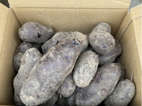 【自然栽培】農薬を10年以上使用していない土で育てた【シャドークイーン】3ｋｇ