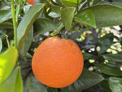 鹿児島県産　木なり完熟の福原オレンジ！２ｋｇ