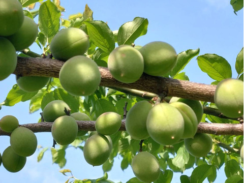 【送料500円引き】和歌山県産（梅酒·梅シロップ向け）古城梅 2kg（箱込み）【Ｌサイズ以上】