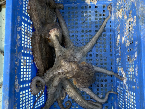 一本釣り、カゴ漁　鮮魚ボックス　3k