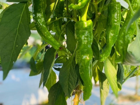とうがらしの王様！京都府産万願寺とうがらし（サイズの大小あり）　500g
京野菜