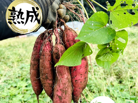 【母の日ギフト】💐おまけ付き💐 ① アグロファームの『紅はるか』母の日福袋 ① 100日間以上貯蔵 熟成芋!! 2.5kg!!!　　　ご自宅用にもオススメ💖