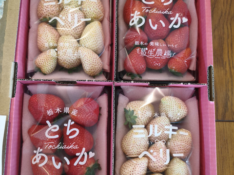 【春イチゴ】【お得価格】お祝い贈答用！紅白いちご『とちあいか』『ミルキーベリー』（300ｇ×4）【いちご食べ比べ】