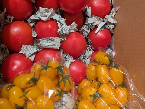 毎食トマト！バクバク食べちゃう栄ちゃんトマト　食べやすい小さめサイズ