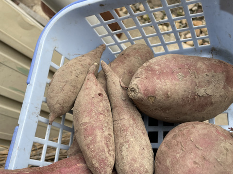 たしかに絹の舌ざわり！なシルクスイート（４Kg)