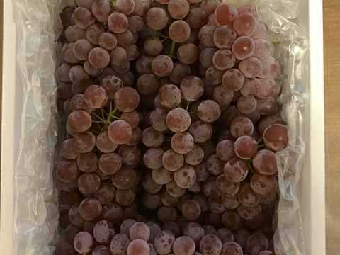 【朝どれ】予約開始！！ご家庭用に★訳あり完熟ぶどうデラウェア、ジャム・スムージーなどにも❗