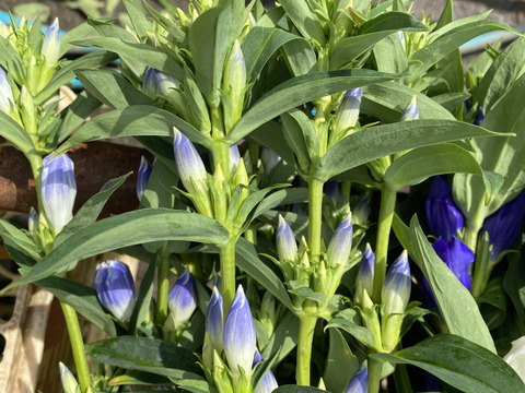 リンドウ　100本　りんどう
