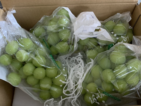人気No.1】#勝沼ぶどう郷産 パリッと食べられる『シャイン