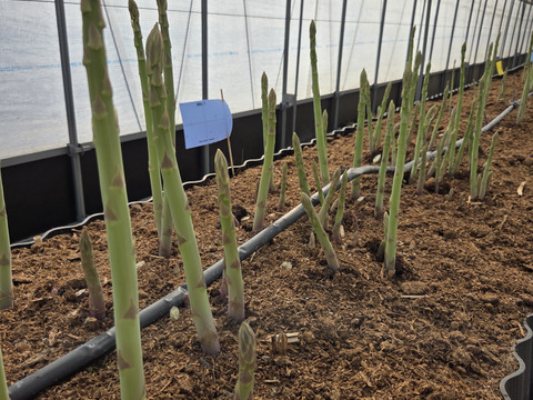 香川県産アスパラガスさぬきのめざめLサイズ１㌔