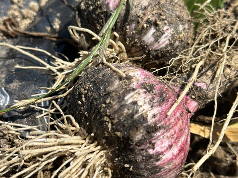 今が旬！ホクっと赤にんにく【農薬・化学肥料不使用】長持ちします　2キロ　20個前後
