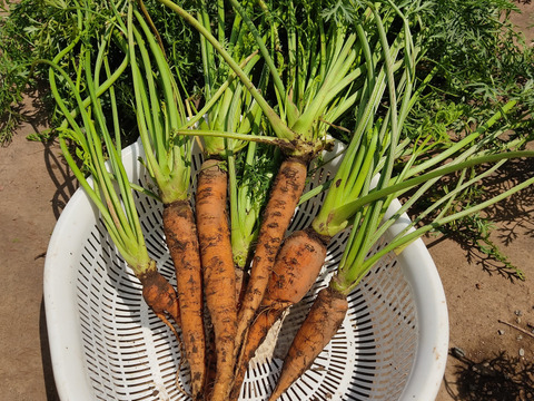 ✨農薬・化成肥料不使用の新鮮キャベツ1玉と旬のお野菜✨