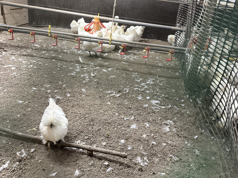 【数量限定】年に一度の縁起物【烏骨鶏の大寒たまご予約受付】