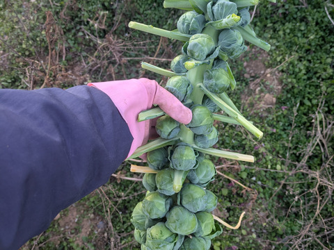 ともちゃんの芽キャベツ　２Kg