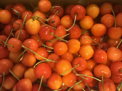 【完売】青森県産さくらんぼ 紅秀峰Lｻｲｽﾞ  1kg バラ詰め【家庭用】