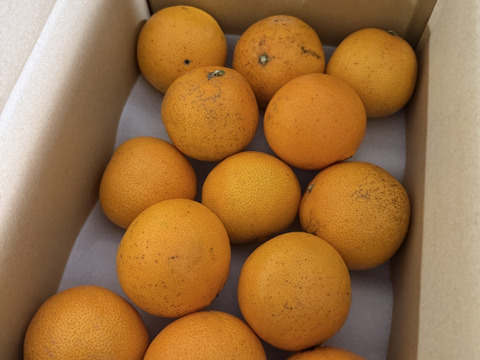 のん　紅ぷり2kg+せとか2kgぐるりん 紅玉 りんご 約2kg 6-14玉 長野県産 御歳暮 お歳暮 フルーツ