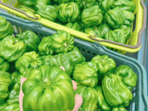 神楽南蛮(かぐらなんばん) 約2kg