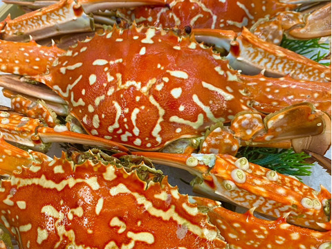 【浜名湖産】茹でガザミオス１杯約150gから300g詰め合わせて1kg