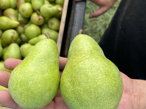 青森県産 洋梨 バートレット 20kg 果物 週末限定セール - 通販