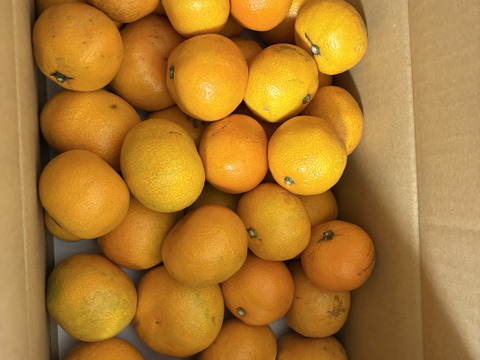 【あま～い小玉みかん増量中！ゆら早生】ゆら早生 有田みかん 3キロ箱 和歌山県 有田 みかん 2S~Lサイズ 家庭用キズあり