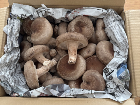 ☆規格外品☆見た目を気にせずお得に美味しいしいたけを食べたい方必見！たっぷり1ｋｇ