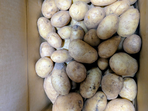 沖永良部島産新じゃがいも　20キロ(10ｷﾛ×2箱)