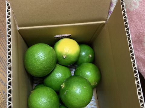 大好評！奄美大島産の島れもん(1.5kg)✿芳醇な香りと爽やかな味✿リピート急増中の農薬不使用栽培の国産レモンです